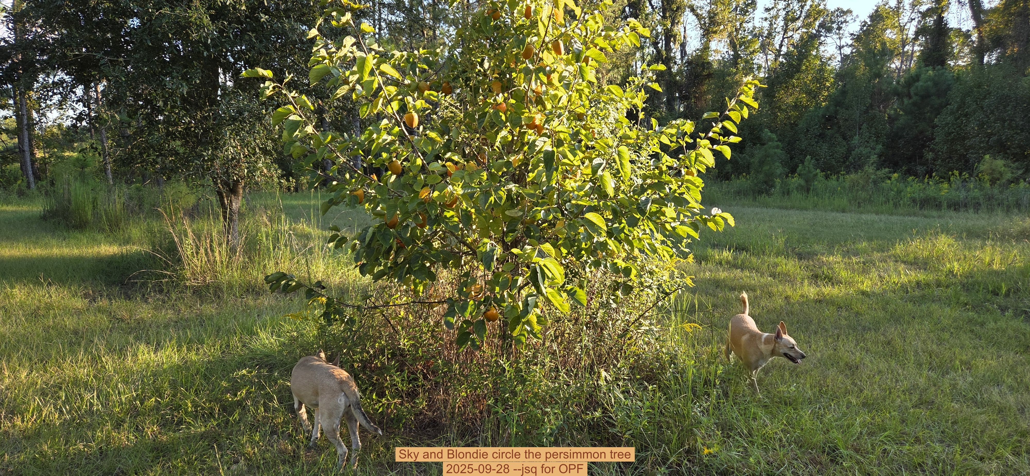 Sky and Blondie circle the persimmon tree, 2025-09-28 --jsq for OPF