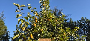 [A sky full of persimmons, 2025-09-28 --jsq for OPF]