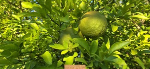 [Some kind of bitter citrus, 2025-09-28 --jsq for OPF]