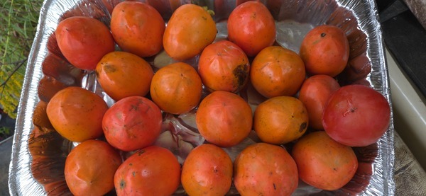 [Picked Fuyu persimmons]