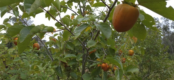 [Plenty more on the tree]