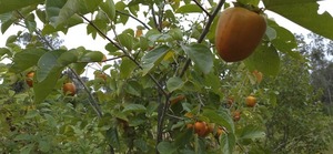 [Plenty more on the tree]