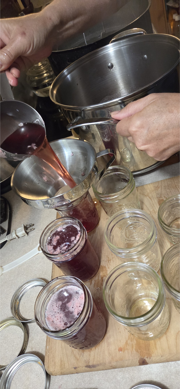 [Pouring beautyberry jelly into jars]