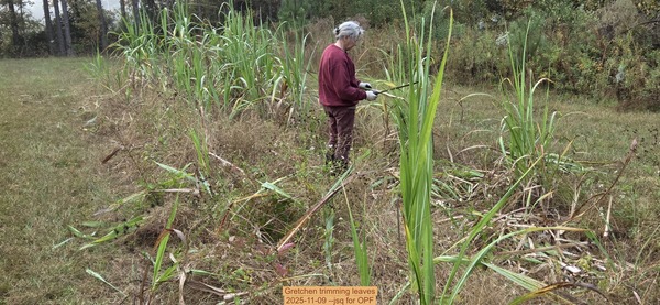 [Gretchen trimming leaves, 2025-11-09 --jsq for OPF]