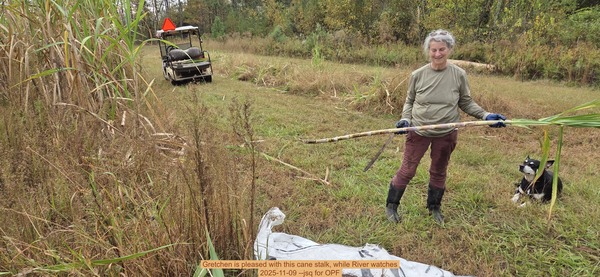 Gretchen is pleased with this cane stalk, while River watches, 2025-11-09 --jsq for OPF