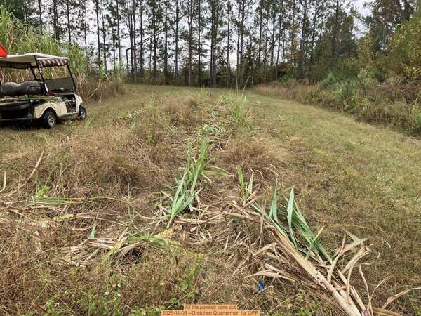 All the planted cane cut, 2025-11-09 --Gretchen Quarterman for OPF
