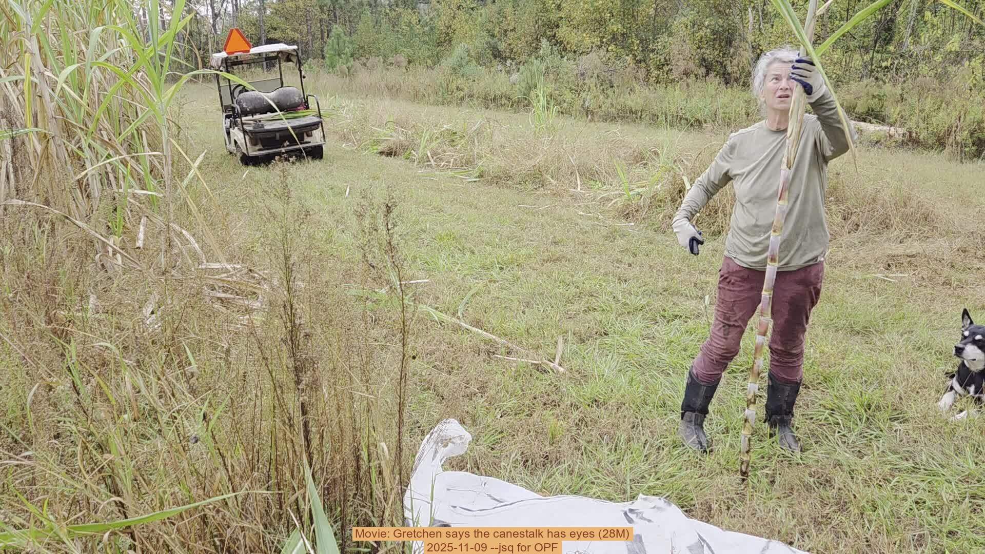 Movie: Gretchen says the canestalk has eyes (28M), 2025-11-09 --jsq for OPF