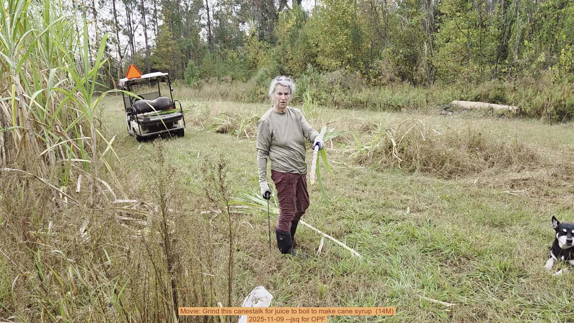 Movie: Grind this canestalk for juice to boil to make cane syrup (14M), 2025-11-09 --jsq for OPF