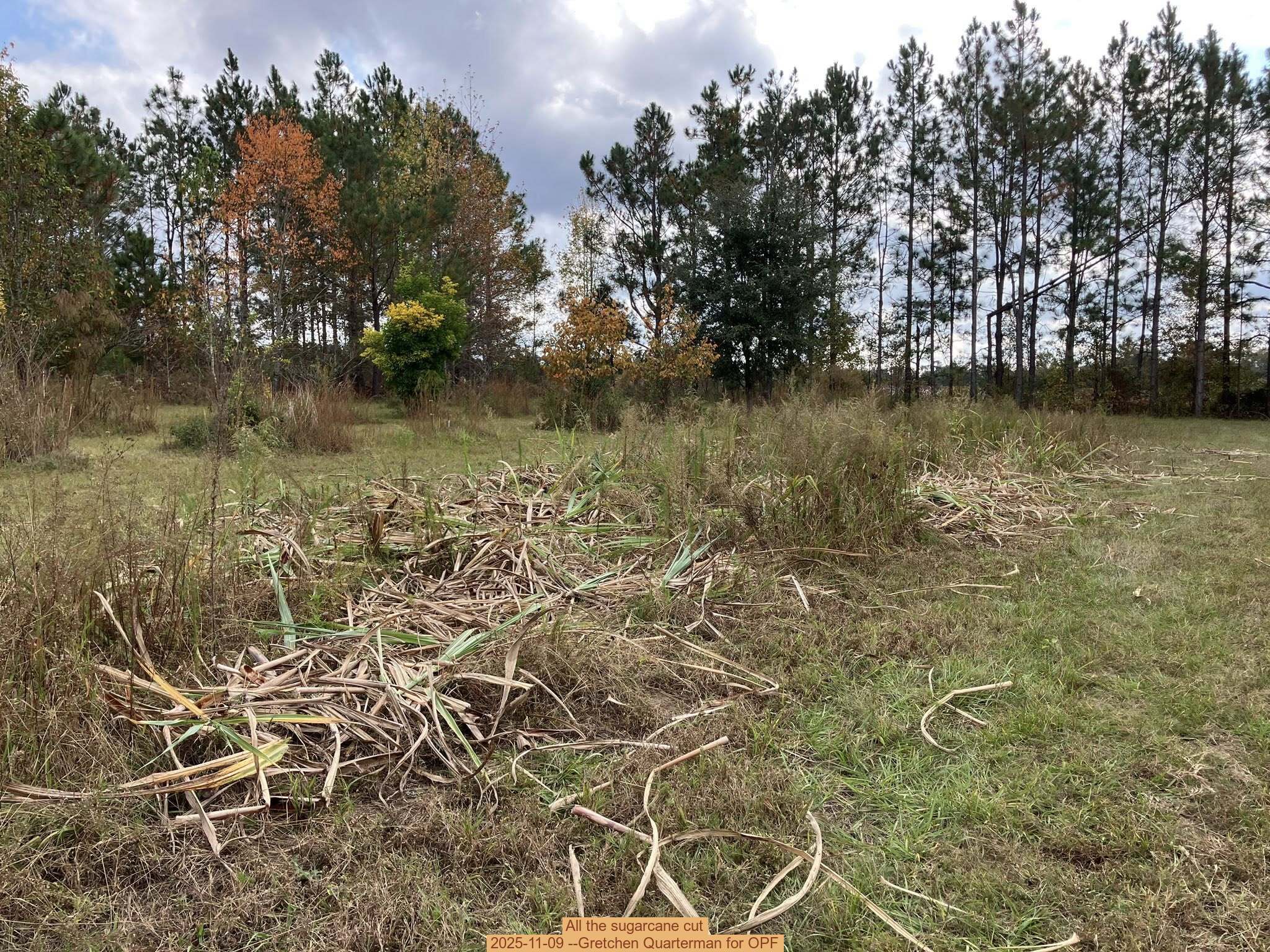 All the sugarcane cut, 2025-11-09 --Gretchen Quarterman for OPF