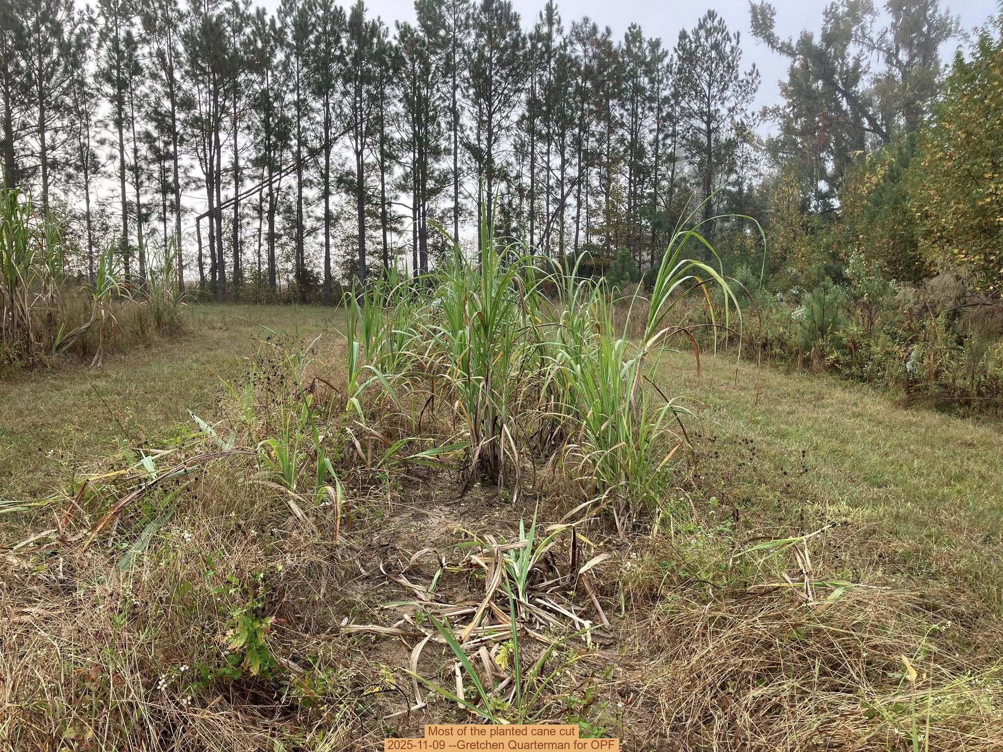 Most of the planted cane cut, 2025-11-09 --Gretchen Quarterman for OPF