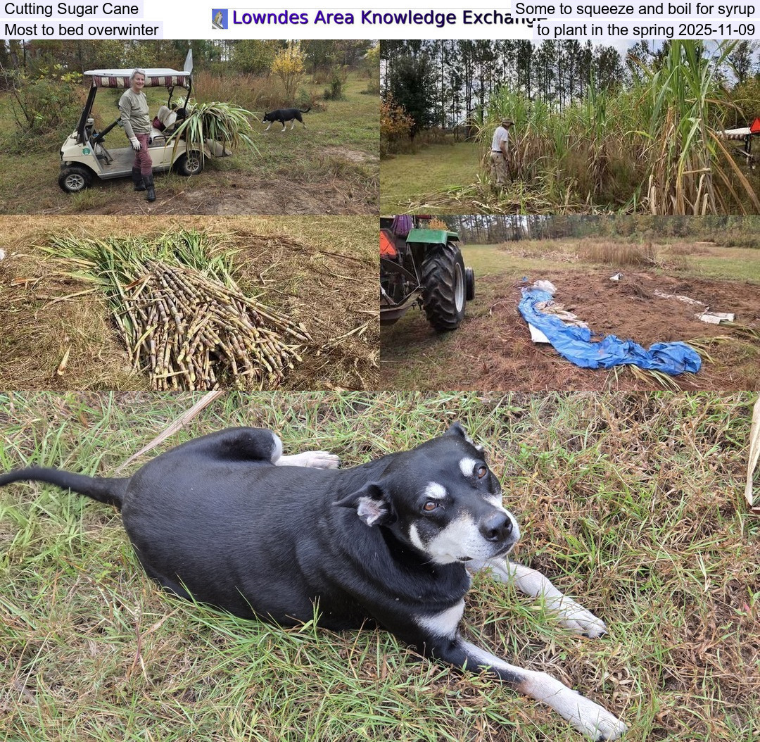 Cutting Sugar Cane, Some to squeeze and boil for syrup, Most to bed overwinter, to plant in the spring 2025-11-09