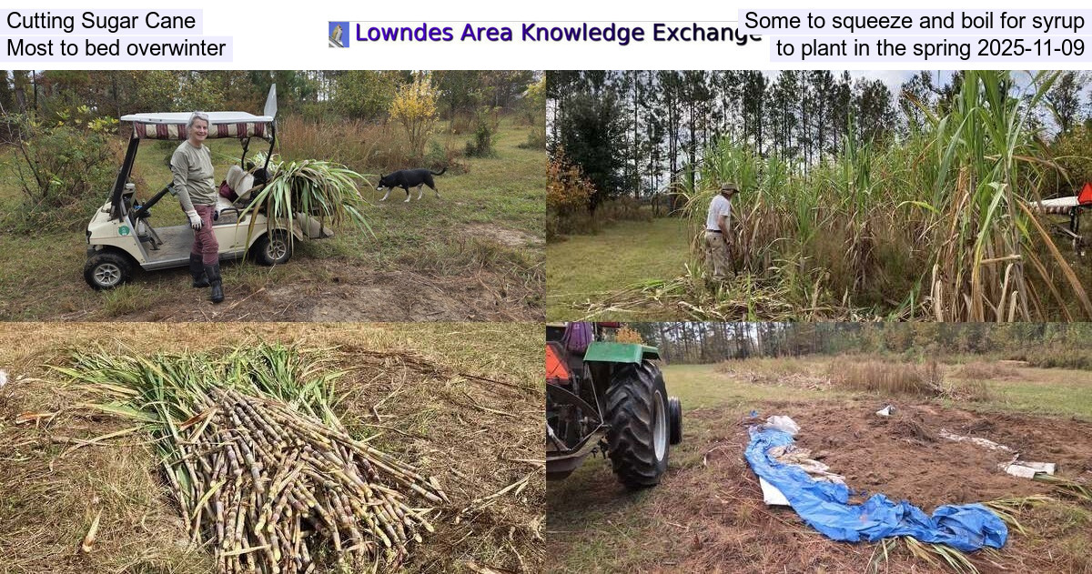 Cutting Sugar Cane, Some to squeeze and boil for syrup, Most to bed overwinter, to plant in the spring 2025-11-09