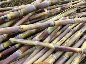[Good looking sugarcane, 2025-11-09 --Gretchen Quarterman for OPF]