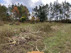 [All the sugarcane cut, 2025-11-09 --Gretchen Quarterman for OPF]