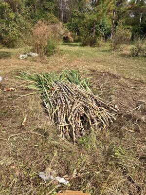 [Sugarcane in the bed, 2025-11-09 --Gretchen Quarterman for OPF]