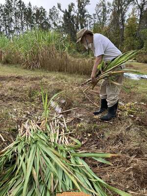 [jsq adding cane to the bed, 2025-11-09 --Gretchen Quarterman for OPF]