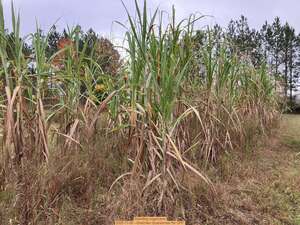 [Standing sugarcane, 2025-11-09 --Gretchen Quarterman for OPF]