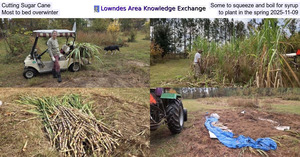 [Cutting Sugar Cane, Some to squeeze and boil for syrup, Most to bed overwinter, to plant in the spring 2025-11-09]