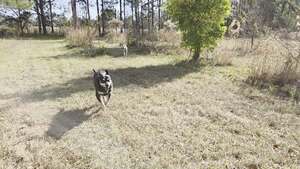 [Movie: Still galumphing (17M)]