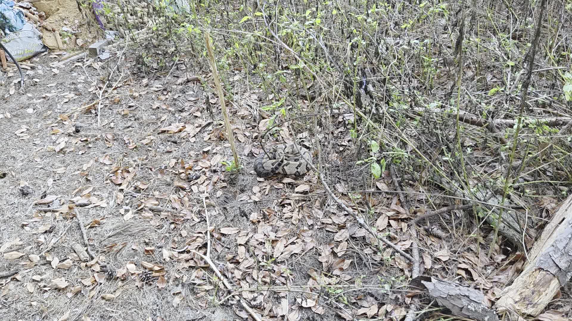 Movie: In the edge of the weeds (10M)