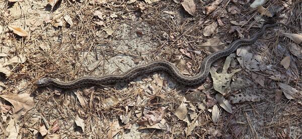 [Garter snake]