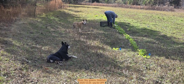 [River, Sky, greens, Gretchen, 2025-12-25 --jsq for OPF]