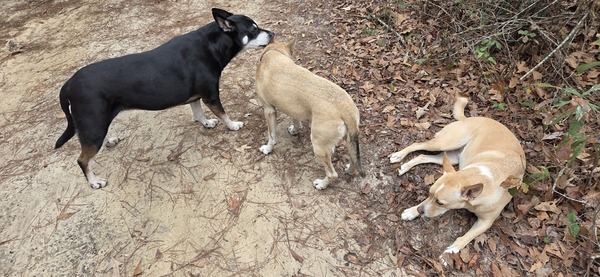 [River cleaning Sky's ear while Blondie looks away]
