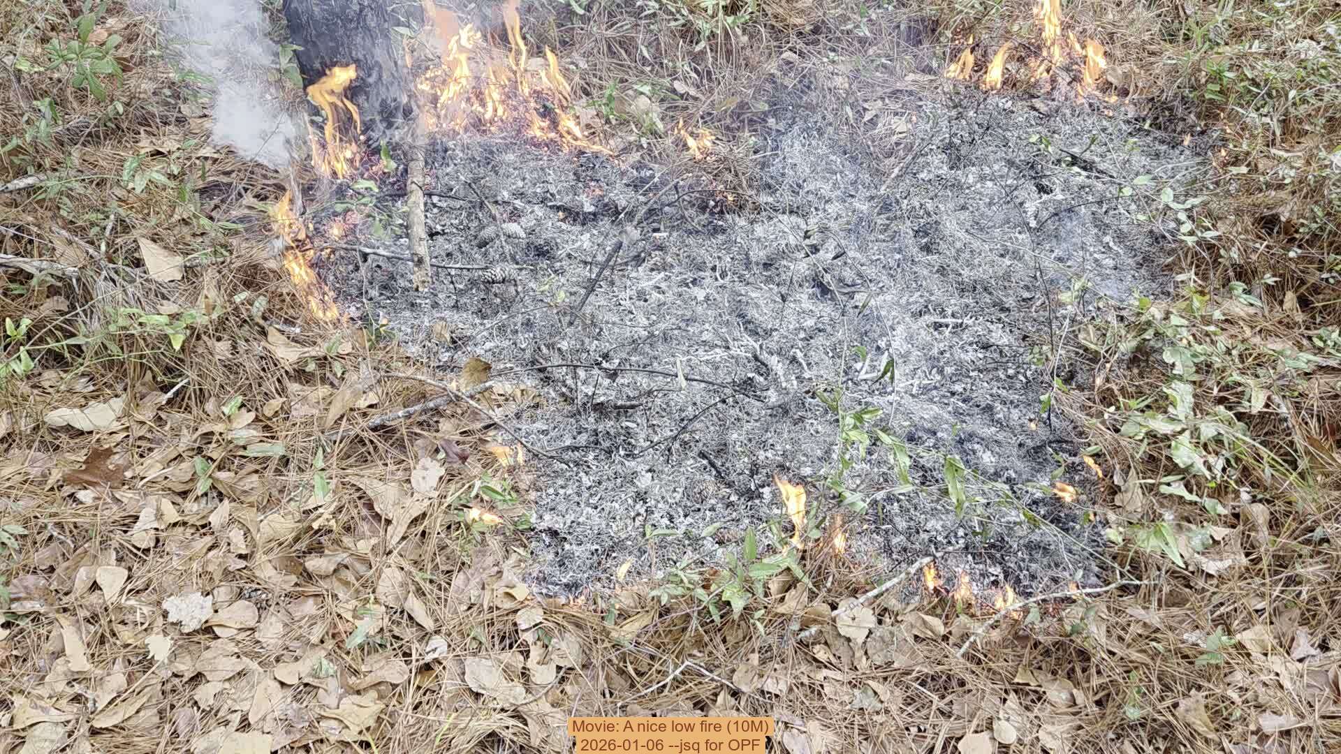 Movie: A nice low fire (10M), 2026-01-06, 5-acre prescribed burn --jsq for OPF