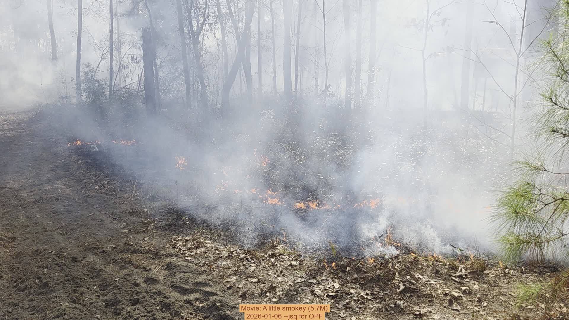 Movie: A little smokey (5.7M), 2026-01-06, 5-acre prescribed burn --jsq for OPF
