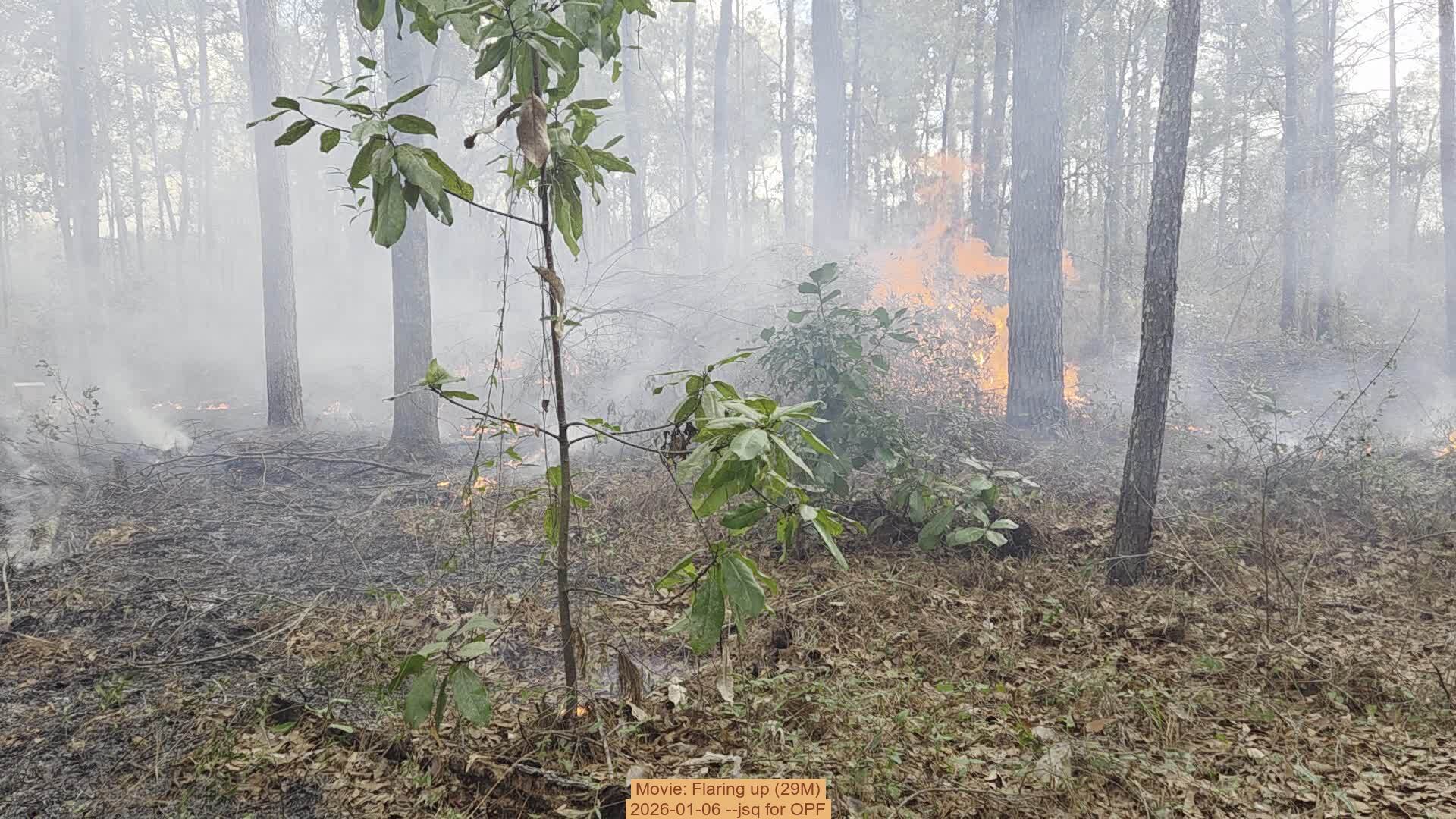 Movie: Flaring up (29M), 2026-01-06, 5-acre prescribed burn --jsq for OPF