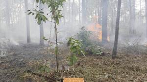 [Movie: Flaring up (29M), 2026-01-06, 5-acre prescribed burn --jsq for OPF]