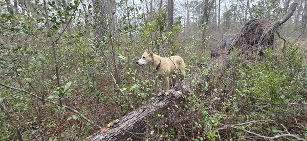 [Sky the circus dog]