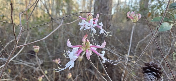 [Blooming Rhododendron canescens]