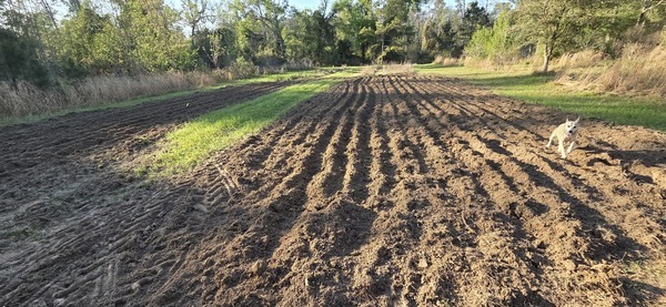 [Sky running in sugarcane rows]