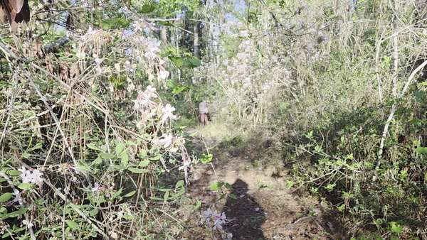 Movie: Deeper into the wild azalea forest (6.4M)