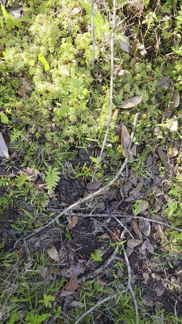 Movie: Crawfish (7.2M)