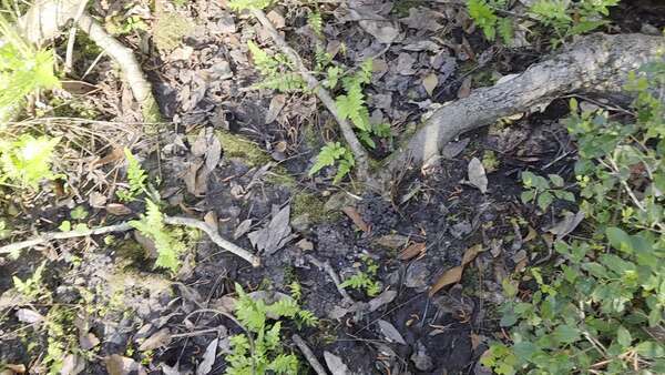 Movie: More crawfish (6.4M)