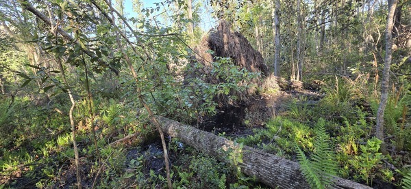 [Rootball of big tulip tree]