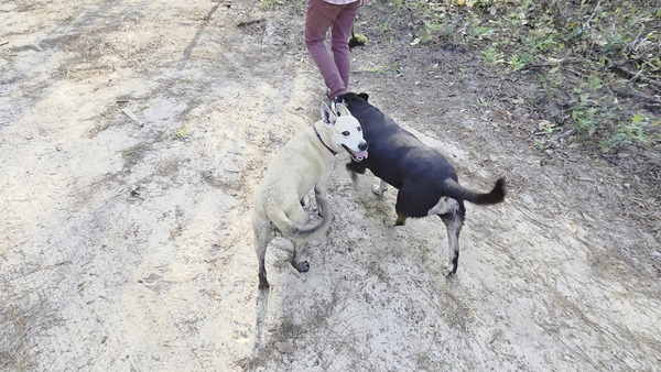 [Movie: Sky and River in mud boots (8.5M)]