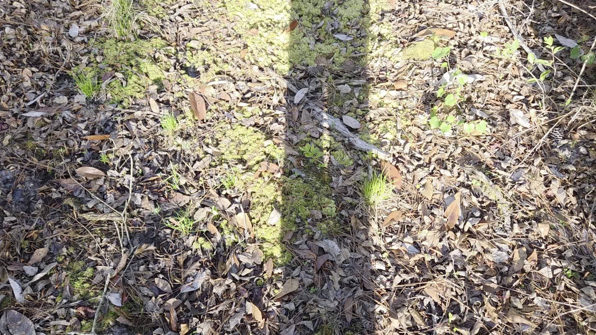 Movie: Sphagmum moss, cinnamon fern (21M)