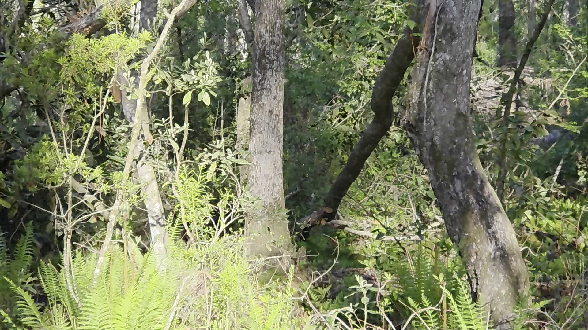 Movie: More cinnamon fern, rootball, and a standing tulip tree (46M)