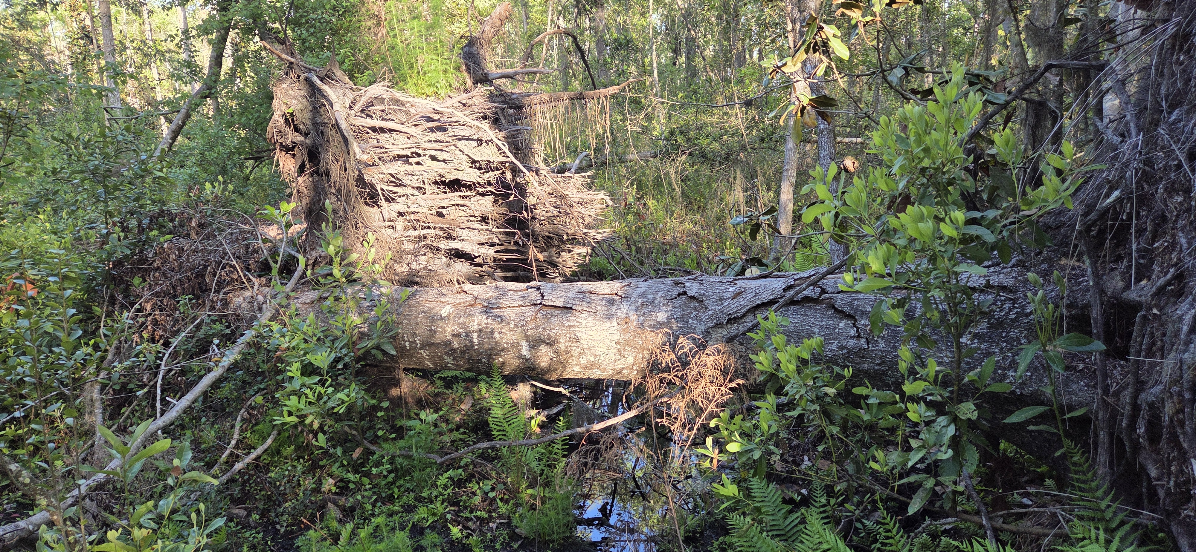 Three tulip tree rootballs, with dog fennel