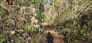 [Into the wild azalea forest]