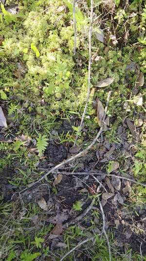 [Movie: Crawfish (7.2M)]