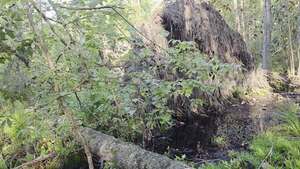 [Movie: At the rootball, with cinnamon fern (13M)]