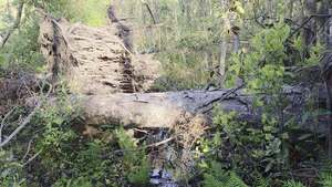 [Movie: Rootball, another, another: 3 tulip trees down (47M)]