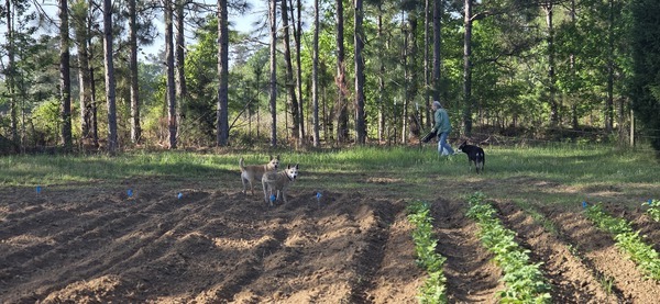 [Blondie, Sky, Gretchen and her shadow River]