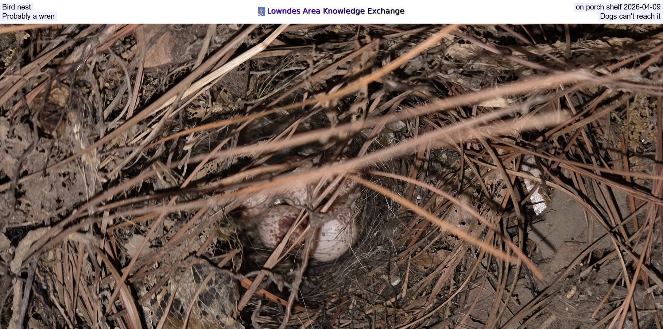 Bird nest on porch shelf 2026-04-09, Probably a wren, Dogs can't reach it