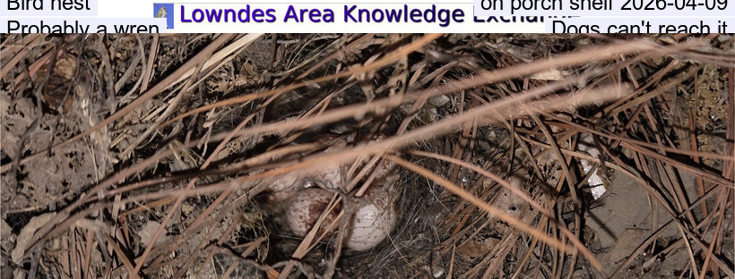 Bird nest on porch shelf 2026-04-09, Probably a wren, Dogs can't reach it