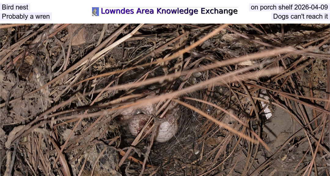 Bird nest on porch shelf 2026-04-09, Probably a wren, Dogs can't reach it